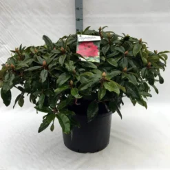 Rhododendron (Rhododendron 'Marie Forte') -Aanbiedingen Tuin Ziel Winkel r. marie forte c40