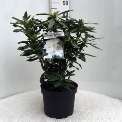 Rhododendron (Rhododendron 'Madame Masson') -Aanbiedingen Tuin Ziel Winkel r. mme masson c10 50 cm 1