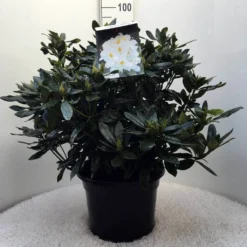 Rhododendron (Rhododendron 'Madame Masson') -Aanbiedingen Tuin Ziel Winkel r. mme masson c20