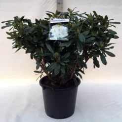 Rhododendron (Rhododendron 'Madame Masson') -Aanbiedingen Tuin Ziel Winkel r. mme masson c30 1