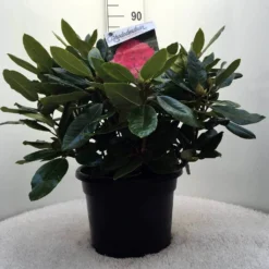 Rhododendron (Rhododendron 'American Beauty') 17 Rhododendron (Rhododendron 'American Beauty') -Aanbiedingen Tuin Ziel Winkel r. p.a. beauty c20