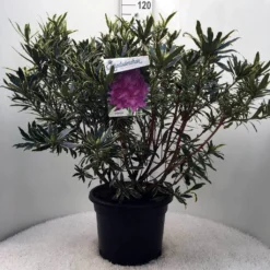 Bosrhododendron (Rhododendron Ponticum 'Variegatum') 24 Bosrhododendron (Rhododendron Ponticum 'Variegatum') -Aanbiedingen Tuin Ziel Winkel r. pont. variegatum c20