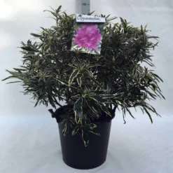 Bosrhododendron (Rhododendron Ponticum 'Variegatum') 29 Bosrhododendron (Rhododendron Ponticum 'Variegatum') -Aanbiedingen Tuin Ziel Winkel r. pont. variegatum c30