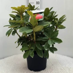 Rhododendron (Rhododendron 'Red Jack') -Aanbiedingen Tuin Ziel Winkel r. red jack c10 50 cm