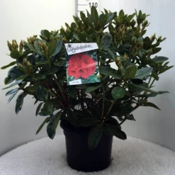 Rhododendron (Rhododendron 'Red Jack') -Aanbiedingen Tuin Ziel Winkel r. red jack c20