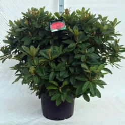 Rhododendron (Rhododendron 'Red Jack') -Aanbiedingen Tuin Ziel Winkel r. red jack c40