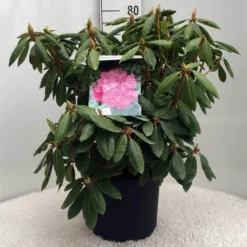 Rhododendron (Rhododendron 'Roseum Elegans') -Aanbiedingen Tuin Ziel Winkel r. roseum elegans c10 50 cm