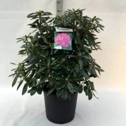 Rhododendron (Rhododendron 'Roseum Elegans') -Aanbiedingen Tuin Ziel Winkel r. roseum elegans c30
