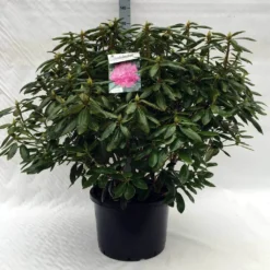 Rhododendron (Rhododendron 'Roseum Elegans') -Aanbiedingen Tuin Ziel Winkel r. roseum elegans c40 1