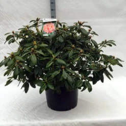 Rhododendron (Rhododendron 'Virginia Richards') 18 Rhododendron (Rhododendron 'Virginia Richards') -Aanbiedingen Tuin Ziel Winkel r. virginia richards c40