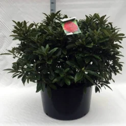 Rhododendron (Rhododendron 'Wilgen's Ruby') 34 Rhododendron (Rhododendron 'Wilgen's Ruby') -Aanbiedingen Tuin Ziel Winkel r. wilgens ruby c80 1