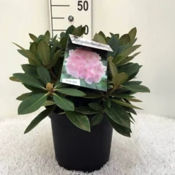 Dwergrhododendron (Rhododendron 'Dreamland') 21 Dwergrhododendron (Rhododendron 'Dreamland') -Aanbiedingen Tuin Ziel Winkel r. y dreamland c5