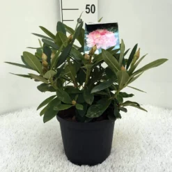 Rhododendron (Rhododendron 'Percy Wiseman') -Aanbiedingen Tuin Ziel Winkel r. y percy wiseman c5
