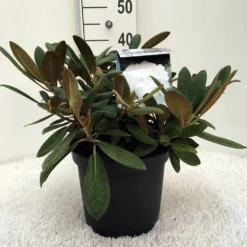 Dwergrhododendron (Rhododendron 'Porzellan') 14 Dwergrhododendron (Rhododendron 'Porzellan') -Aanbiedingen Tuin Ziel Winkel r. y porzelan c5