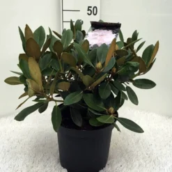 Dwergrhododendron (Rhododendron 'Silberwolke') -Aanbiedingen Tuin Ziel Winkel r. y silberwolke c5