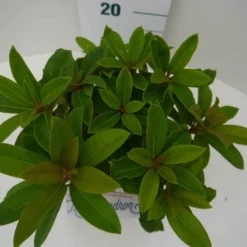 Rhododendron (Rhododendron 'Red Jack') -Aanbiedingen Tuin Ziel Winkel red jack c2 boven