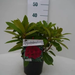 Rhododendron (Rhododendron 'Red Jack') -Aanbiedingen Tuin Ziel Winkel red jack c2 voor