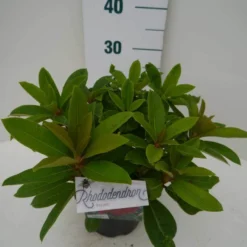 Rhododendron (Rhododendron 'Red Jack') -Aanbiedingen Tuin Ziel Winkel red jack c2 zij