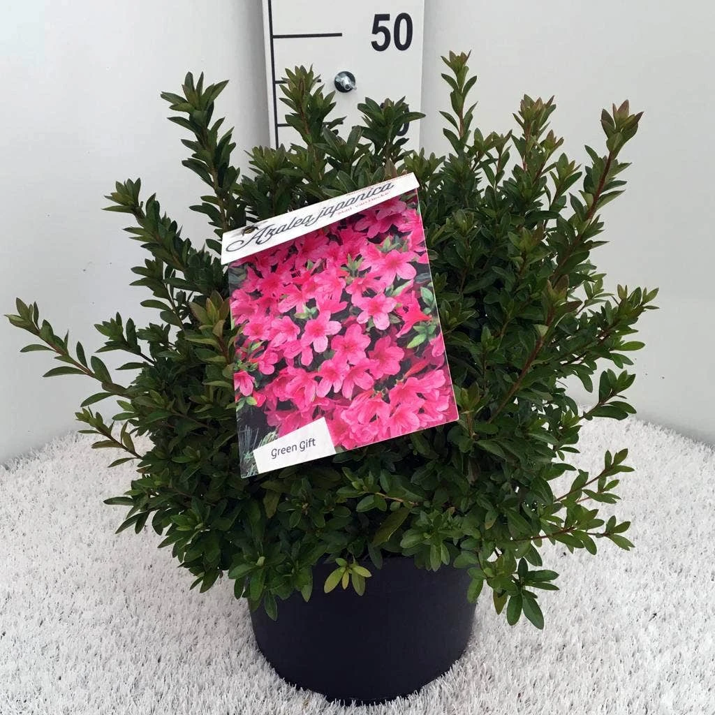 Japanse Azalea (Rhododendron 'Madame Van Hecke') 10 Japanse Azalea (Rhododendron 'Madame Van Hecke') - Afbeelding 10