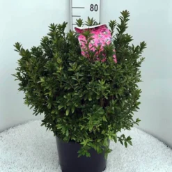 Japanse Azalea (Rhododendron 'Madame Van Hecke') 26 Japanse Azalea (Rhododendron 'Madame Van Hecke') -Aanbiedingen Tuin Ziel Winkel rh. aj mme van hecke c15