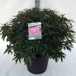 Rhododendron (Rhododendron 'Graziella') -Aanbiedingen Tuin Ziel Winkel rh. graziella c30 1
