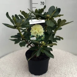 Rhododendron (Rhododendron 'Horizon Monarch') -Aanbiedingen Tuin Ziel Winkel rh. horizon monarch c10 50 cm