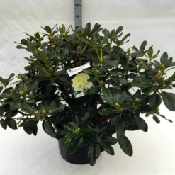 Rhododendron (Rhododendron 'Horizon Monarch') -Aanbiedingen Tuin Ziel Winkel rh. horizon monarch c40