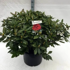 Rhododendron (Rhododendron 'Lord Roberts') -Aanbiedingen Tuin Ziel Winkel rh. lord roberts c40