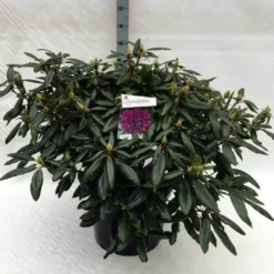 Rhododendron (Rhododendron 'Marcel Menard') -Aanbiedingen Tuin Ziel Winkel rh. marcel menard c40