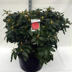 Rhododendron (Rhododendron 'Markeeta's Prize') -Aanbiedingen Tuin Ziel Winkel rh. markeeta s prize c80