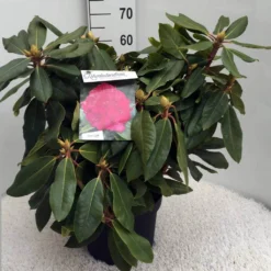 Rhododendron (Rhododendron 'American Beauty') 15 Rhododendron (Rhododendron 'American Beauty') -Aanbiedingen Tuin Ziel Winkel rh. p. a. beauty c10 50 cm