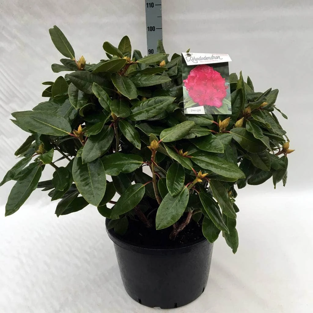 Rhododendron (Rhododendron 'American Beauty') 10 Rhododendron (Rhododendron 'American Beauty') - Afbeelding 10