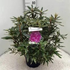 Bosrhododendron (Rhododendron Ponticum 'Variegatum') 22 Bosrhododendron (Rhododendron Ponticum 'Variegatum') -Aanbiedingen Tuin Ziel Winkel rh. pont. variegatum c10 50 cm