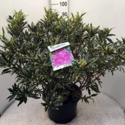 Bosrhododendron (Rhododendron Ponticum 'Variegatum') 25 Bosrhododendron (Rhododendron Ponticum 'Variegatum') -Aanbiedingen Tuin Ziel Winkel rh. pont. variegatum c20