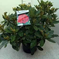 Rhododendron (Rhododendron 'Red Jack') -Aanbiedingen Tuin Ziel Winkel rh. red jack c20