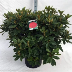 Rhododendron (Rhododendron 'Red Jack') -Aanbiedingen Tuin Ziel Winkel rh. red jack c40