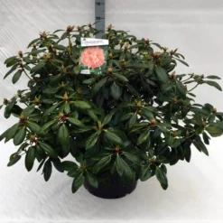 Rhododendron (Rhododendron 'Virginia Richards') 17 Rhododendron (Rhododendron 'Virginia Richards') -Aanbiedingen Tuin Ziel Winkel rh. virginia richards c40