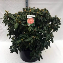 Rhododendron (Rhododendron 'Virginia Richards') 20 Rhododendron (Rhododendron 'Virginia Richards') -Aanbiedingen Tuin Ziel Winkel rh. virginia richards c80