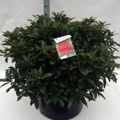 Rhododendron (Rhododendron 'Wilgen's Ruby') 33 Rhododendron (Rhododendron 'Wilgen's Ruby') -Aanbiedingen Tuin Ziel Winkel rh. wilgens ruby c80 1