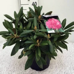 Dwergrhododendron (Rhododendron 'Polaris') 8 Dwergrhododendron (Rhododendron 'Polaris') -Aanbiedingen Tuin Ziel Winkel rh. y polaris c5