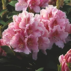Rhododendron (Rhododendron 'Albert Schweitzer')