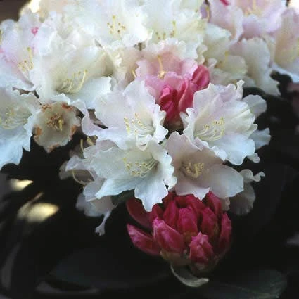 Dwergrhododendron (Rhododendron 'Dreamland') 2 Dwergrhododendron (Rhododendron 'Dreamland') - Afbeelding 2