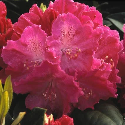 Rhododendron (Rhododendron 'Germania') 1 Rhododendron (Rhododendron 'Germania')
