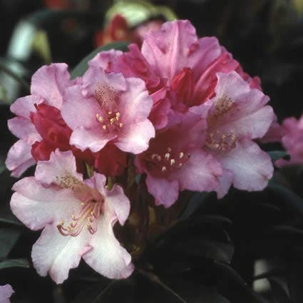Dwergrhododendron (Rhododendron 'Kalinka') 1 Dwergrhododendron (Rhododendron 'Kalinka')