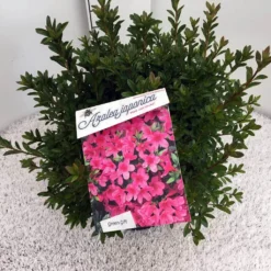 Japanse Azalea (Rhododendron 'Madame Van Hecke') 24 Japanse Azalea (Rhododendron 'Madame Van Hecke') -Aanbiedingen Tuin Ziel Winkel rho. aj mme van hecke c10