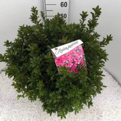 Japanse Azalea (Rhododendron 'Madame Van Hecke') 27 Japanse Azalea (Rhododendron 'Madame Van Hecke') -Aanbiedingen Tuin Ziel Winkel rho. aj mme van hecke c15 1