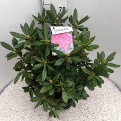 Rhododendron (Rhododendron 'Cosmopolitan') -Aanbiedingen Tuin Ziel Winkel rho. cosmopolitan c10 50 cm