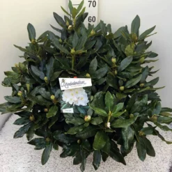 Rhododendron (Rhododendron 'Cunningham White') -Aanbiedingen Tuin Ziel Winkel rho. cunn white c20