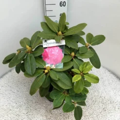 Rhododendron (Rhododendron 'Germania') 31 Rhododendron (Rhododendron 'Germania') -Aanbiedingen Tuin Ziel Winkel rho. germania c10 50 cm