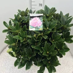 Rhododendron (Rhododendron 'Gomer Waterer') -Aanbiedingen Tuin Ziel Winkel rho. gomer waterer c20